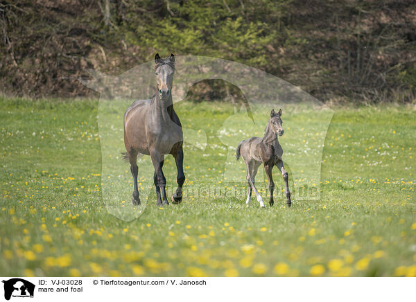 Stute und Fohlen / mare and foal / VJ-03028