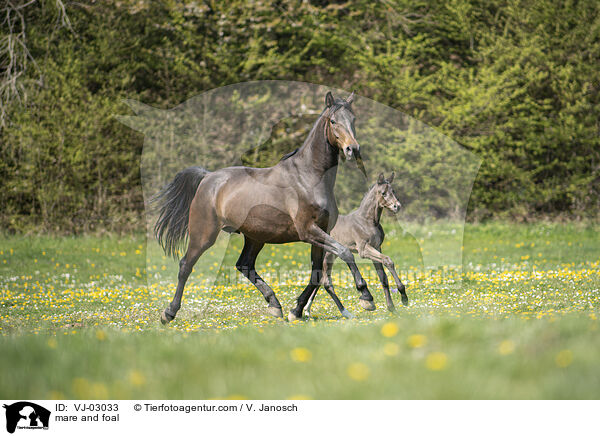Stute und Fohlen / mare and foal / VJ-03033