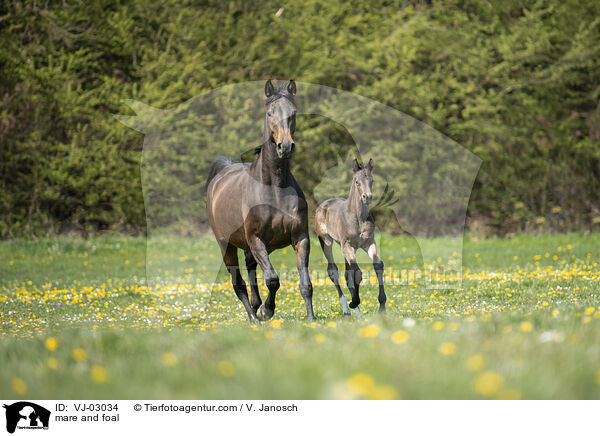 Stute und Fohlen / mare and foal / VJ-03034