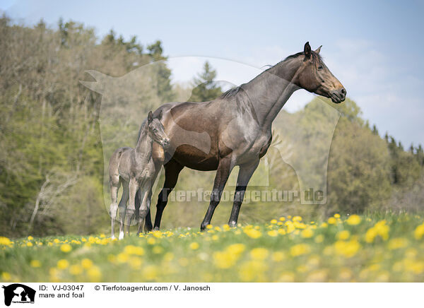 Stute und Fohlen / mare and foal / VJ-03047