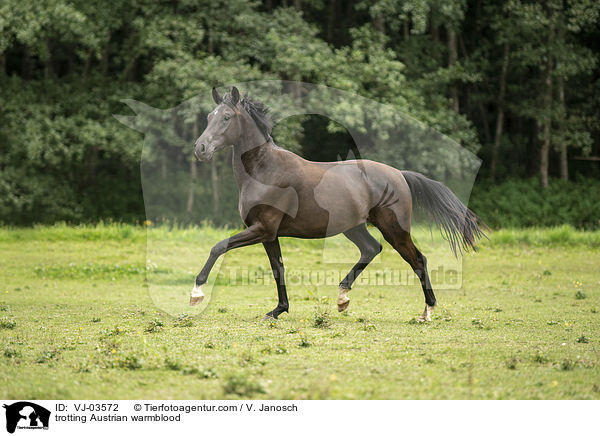 trotting Austrian warmblood / VJ-03572