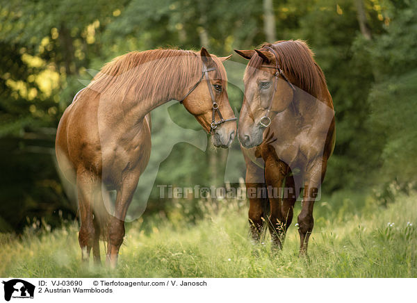 2 sterreichische Warmblter / 2 Austrian Warmbloods / VJ-03690