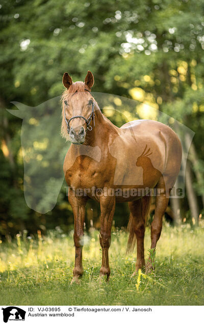 Austrian warmblood / VJ-03695