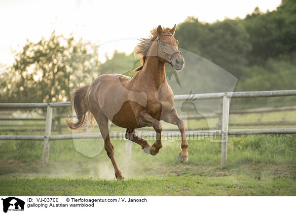 galoppierendes sterreichisches Warmblut / galloping Austrian warmblood / VJ-03700
