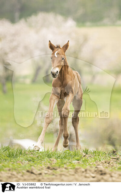 sterreichisches Warmblut Fohlen / Austrian warmblood foal / VJ-03882