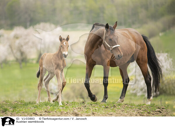 Austrian warmbloods / VJ-03883