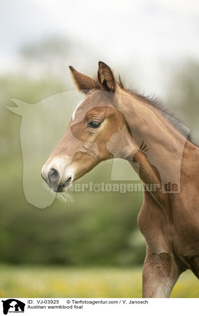 Austrian warmblood foal / VJ-03925