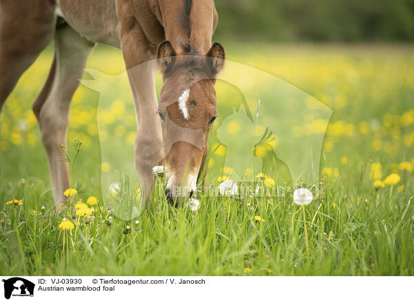 sterreichisches Warmblut Fohlen / Austrian warmblood foal / VJ-03930