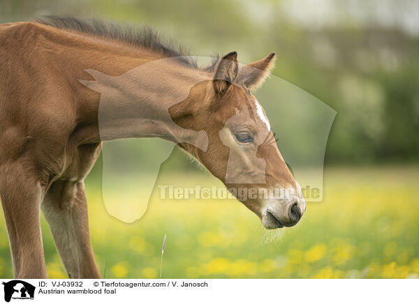 Austrian warmblood foal / VJ-03932