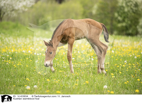 Austrian warmblood foal / VJ-03934