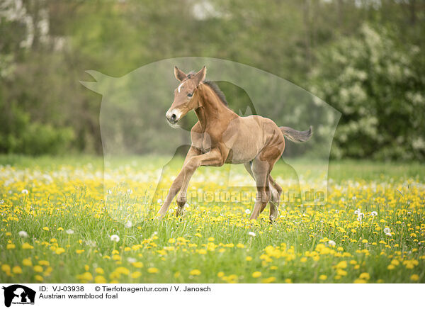 Austrian warmblood foal / VJ-03938