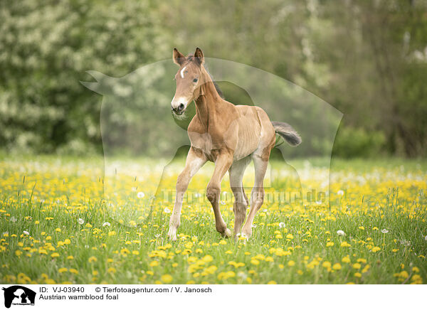 Austrian warmblood foal / VJ-03940