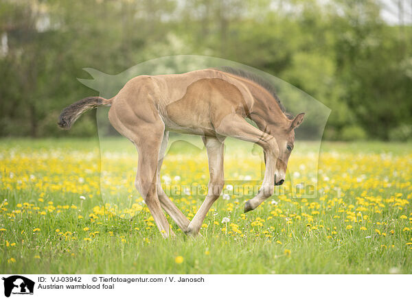 Austrian warmblood foal / VJ-03942