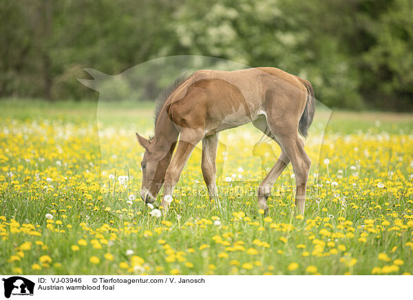 Austrian warmblood foal / VJ-03946