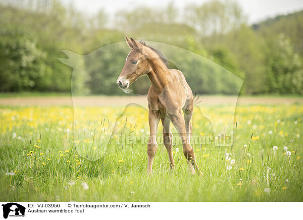 Austrian warmblood foal / VJ-03956