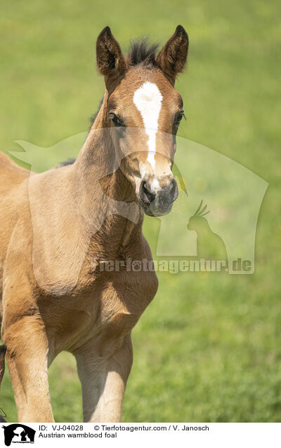 Austrian warmblood foal / VJ-04028
