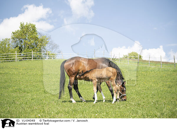 sterreichisches Warmblut Fohlen / Austrian warmblood foal / VJ-04049