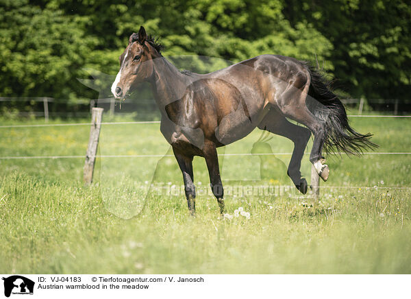sterreichisches Warmblut auf der Koppel / Austrian warmblood in the meadow / VJ-04183