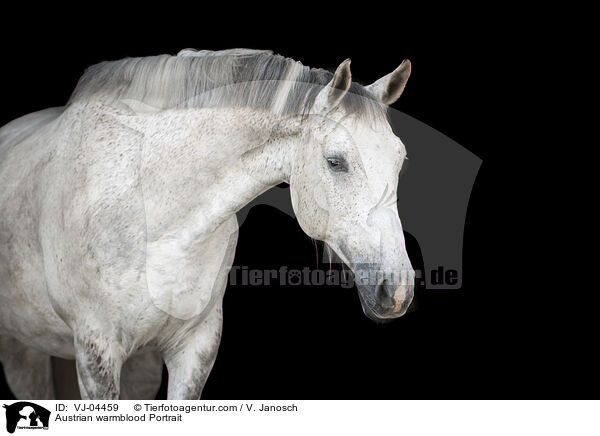 sterreichisches Warmblut Portrait / Austrian warmblood Portrait / VJ-04459