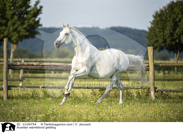 sterreichisches Warmblut Wallach / Austrian warmblood gelding / VJ-04754