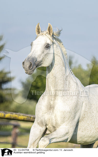 sterreichisches Warmblut Wallach / Austrian warmblood gelding / VJ-04758