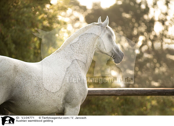 sterreichisches Warmblut Wallach / Austrian warmblood gelding / VJ-04771