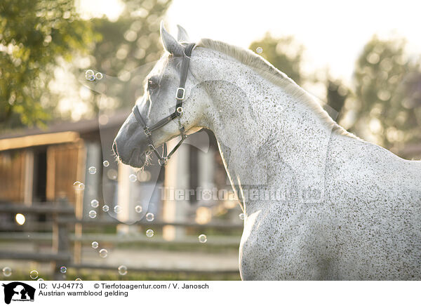 sterreichisches Warmblut Wallach / Austrian warmblood gelding / VJ-04773
