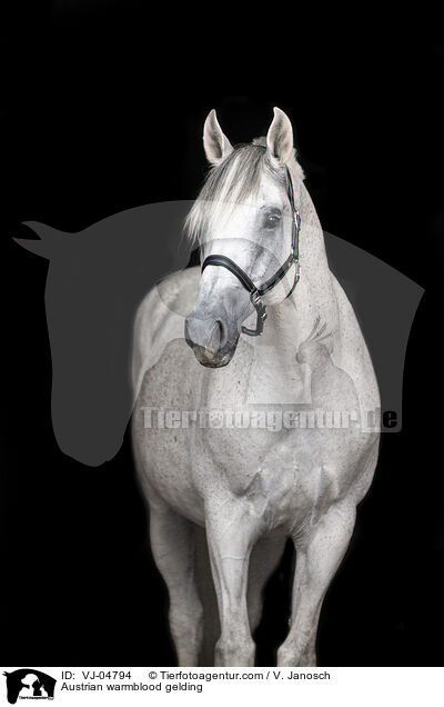 sterreichisches Warmblut Wallach / Austrian warmblood gelding / VJ-04794