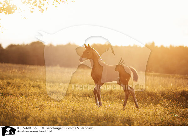 sterreichisches Warmblut Fohlen / Austrian warmblood foal / VJ-04829