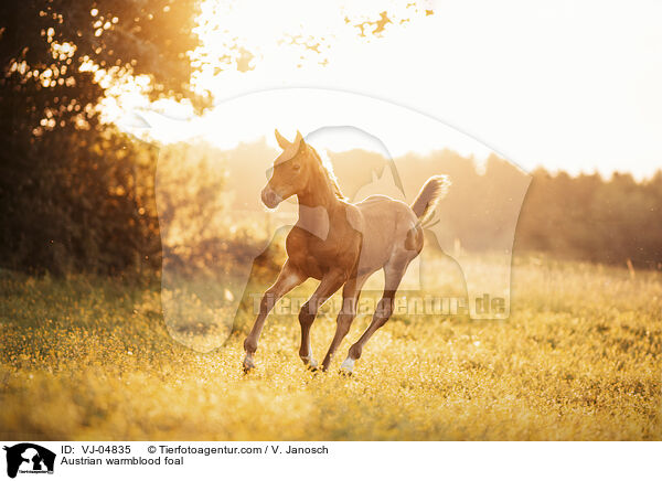 sterreichisches Warmblut Fohlen / Austrian warmblood foal / VJ-04835
