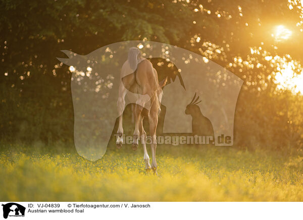 sterreichisches Warmblut Fohlen / Austrian warmblood foal / VJ-04839