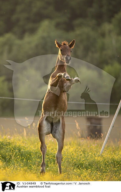 Austrian warmblood foal / VJ-04849