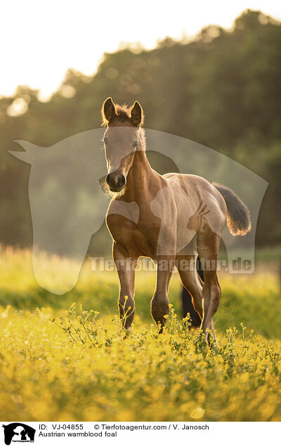 Austrian warmblood foal / VJ-04855