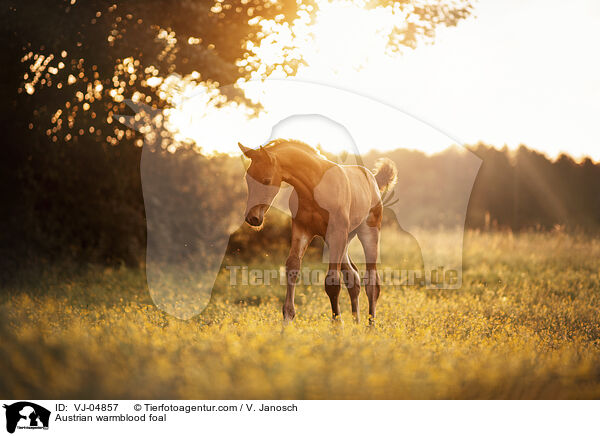 sterreichisches Warmblut Fohlen / Austrian warmblood foal / VJ-04857