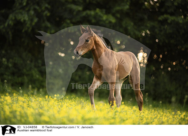 Austrian warmblood foal / VJ-04858