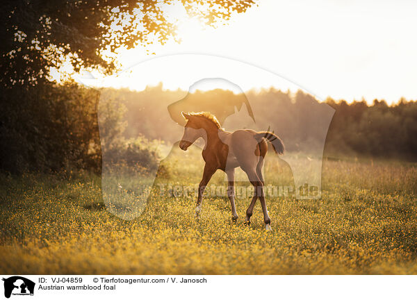 sterreichisches Warmblut Fohlen / Austrian warmblood foal / VJ-04859
