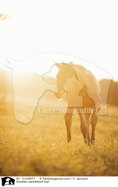 Austrian warmblood foal / VJ-04877