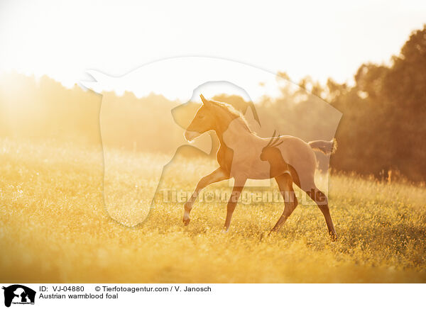 sterreichisches Warmblut Fohlen / Austrian warmblood foal / VJ-04880