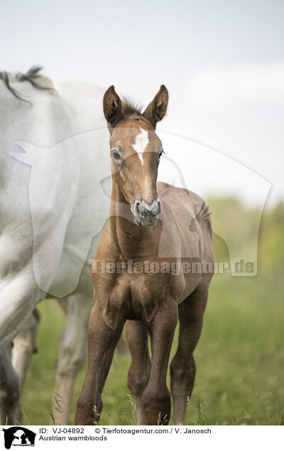 sterreichische Warmblter / Austrian warmbloods / VJ-04892