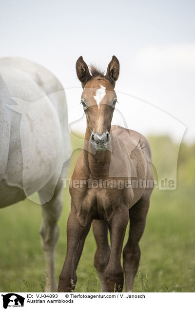 Austrian warmbloods / VJ-04893