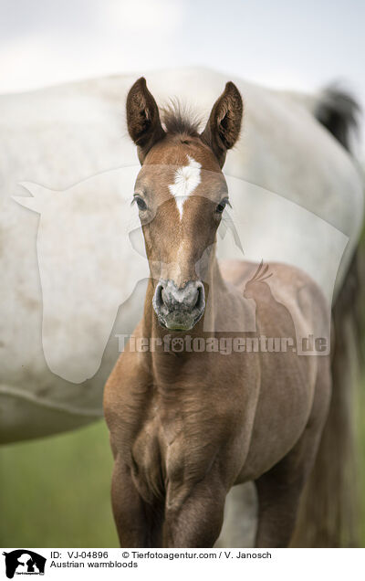 Austrian warmbloods / VJ-04896