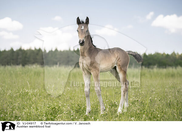 sterreichisches Warmblut Fohlen / Austrian warmblood foal / VJ-04917