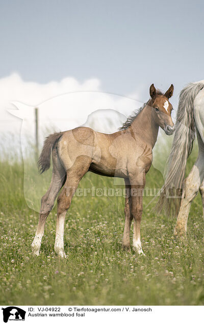 sterreichisches Warmblut Fohlen / Austrian warmblood foal / VJ-04922