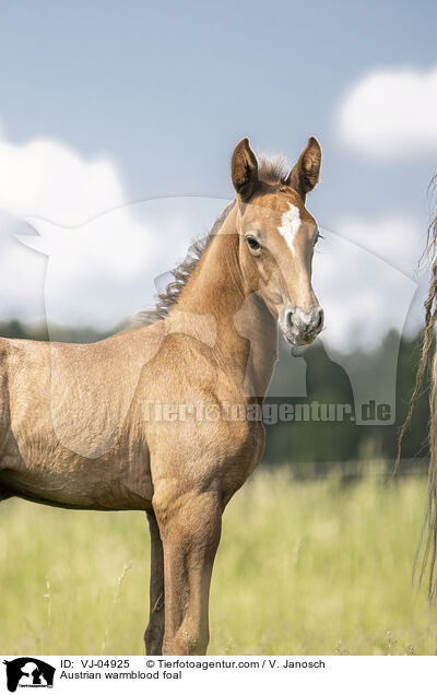 sterreichisches Warmblut Fohlen / Austrian warmblood foal / VJ-04925