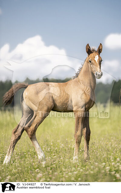 sterreichisches Warmblut Fohlen / Austrian warmblood foal / VJ-04927