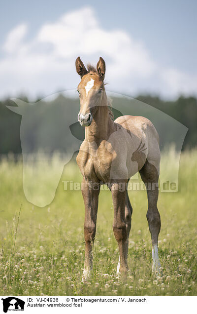 sterreichisches Warmblut Fohlen / Austrian warmblood foal / VJ-04936