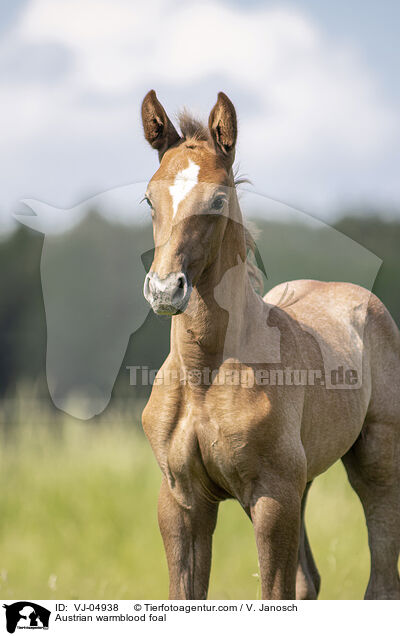 sterreichisches Warmblut Fohlen / Austrian warmblood foal / VJ-04938