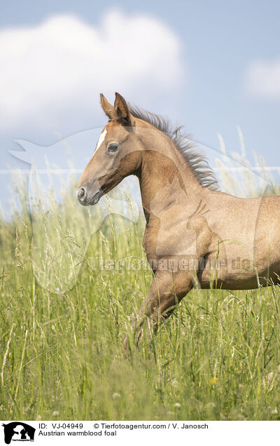 Austrian warmblood foal / VJ-04949