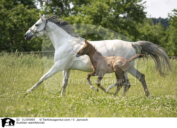 sterreichische Warmblter / Austrian warmbloods / VJ-04965