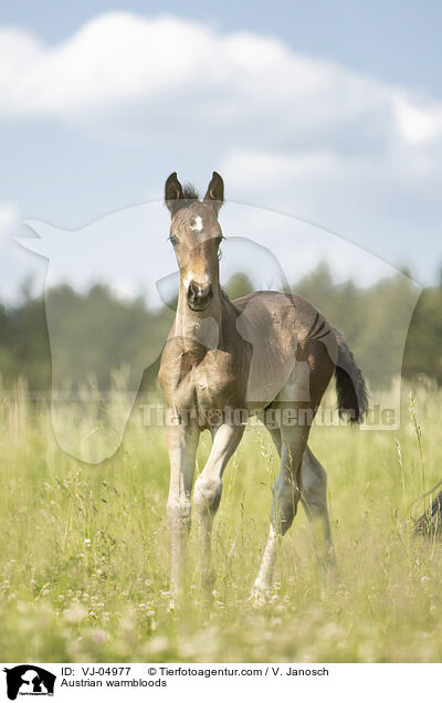Austrian warmbloods / VJ-04977
